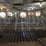 Gestation Stalls